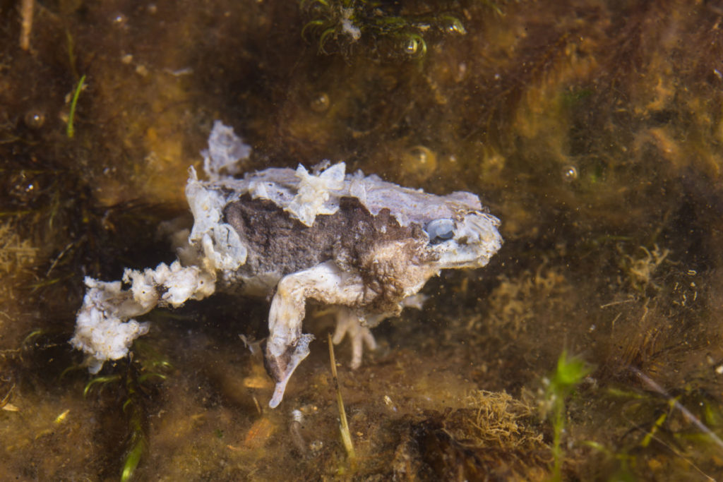 La población de 500 especies de anfibios se han reducido o desaparecido a consecuencia de un hongo. Foto: Alessandro Catenazzi.