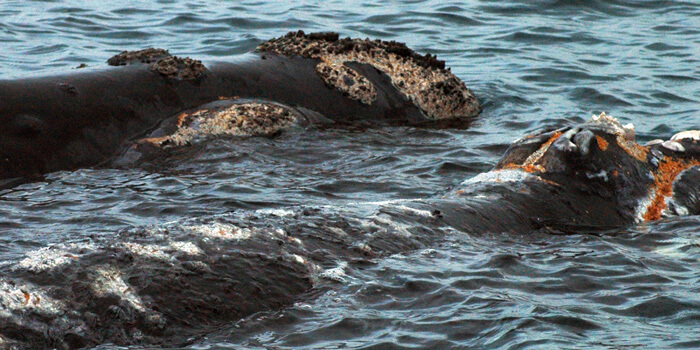 Ballenas con heridas en su piel debido a los ataques de gaviotas. Foto: ICB