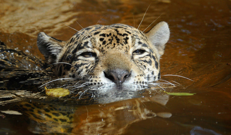 La presencia de una especie bandera como el jaguar es una muestra del buen estado del bosque. Foto: Julie-Larsen-Maher