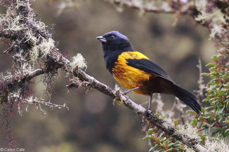 Perú logró registrar 1516 especies y quedó en el segundo lugar de la competencia mundial. Foto: Rosmery Alcarraz / Aves del Perú.