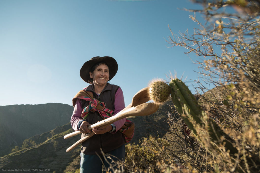 En Perú, una comunidad ubicada por encima de los 3 000 metros de altura apuesta por el rescate del sancayo. Mónica Suárez Galindo / PNUD Perú – PPD.