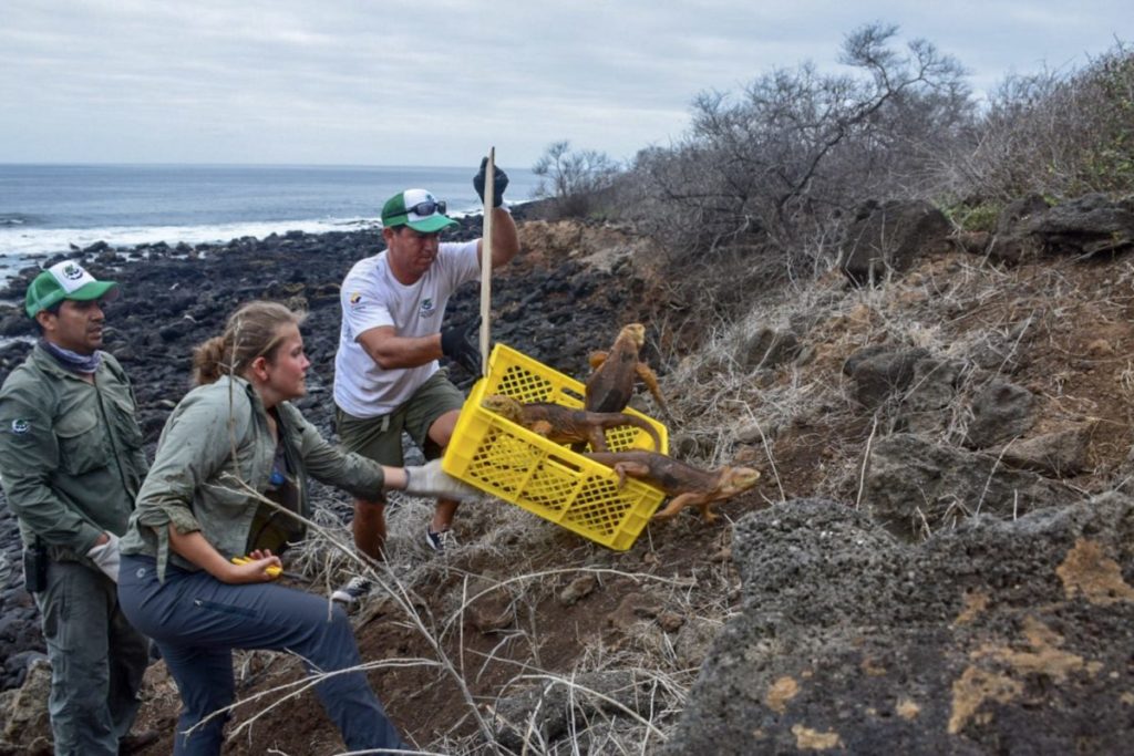 Liberación de iguanas en la isla Santiago del Archipiélago de Galápagos. Foto de Parque Nacional Galápagos.