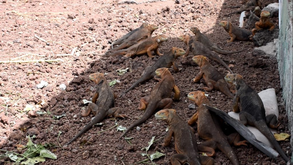 Mientras que en Seymour Norte hay sobrepoblación de iguanas, en Santiago no se registraban desde hace casi dos siglos. Foto: Parque Nacional Galápagos.