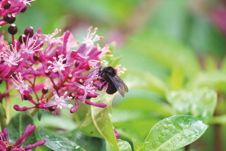 En Colombia existen entre 1000 y 1500 especies de abejas silvestres. Foto: Cortesía CAR.