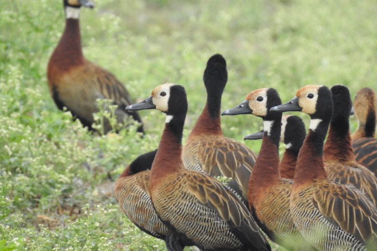 300 especies de aves, de las cuales 20 son migratorias, se han encontrado en cultivos orgánicos de arroz en el Valle del Cauca. Foto: Asociación Calidris.