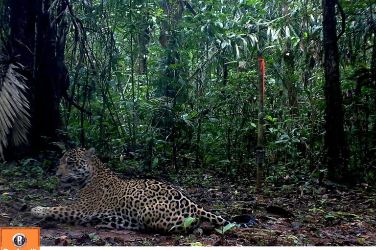 El monitoreo del jaguar se realizó en la frontera entre Perú, Ecuador y Colombia. Foto: WWF Perú.