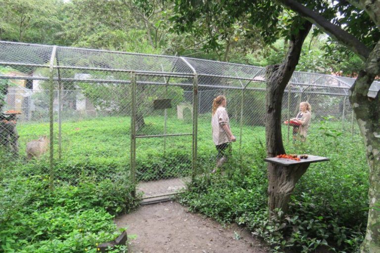 La llamada jaula para humanos es un corredor que ofrece seguridad a los visitantes. Foto: Senda Verde.