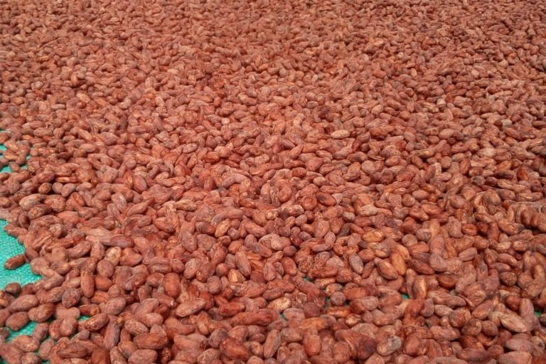 Parte del cacao cultivado en Tumaco se vende bajo la línea premium, para productos de calidad superior. Foto: Consejo Comunitario de Bajo Mira y Frontera.
