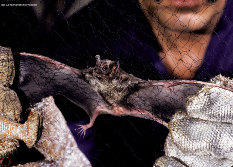 Desmodus rotundus, vampiro común que habita desde el sur de EE.UU. hasta el sur de Sudamérica. Foto: ©Merlin D. Tuttle – Bat Conservation International.