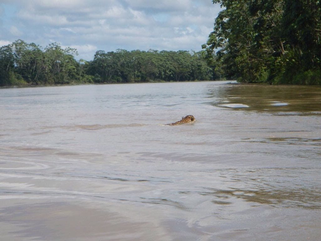 Un jaguar cruza el río Usumacinta, en el estado de Campeche, México. Foto: archivo particular.