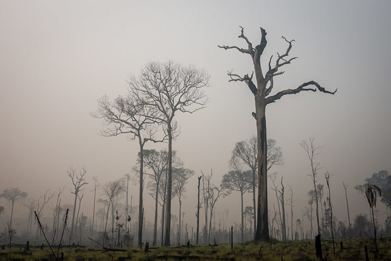 Deforestación producida por leñadores ilegales en el bosque nacional Jamanxim en el estado de Pará, Brasil. Imagen cortesía de IBAMA.