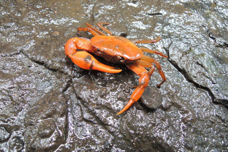 El cangrejo mandarina fue encontrado en el departamento de Santander, oriente de Colombia. Foto: Cortesía Maribel Arias.