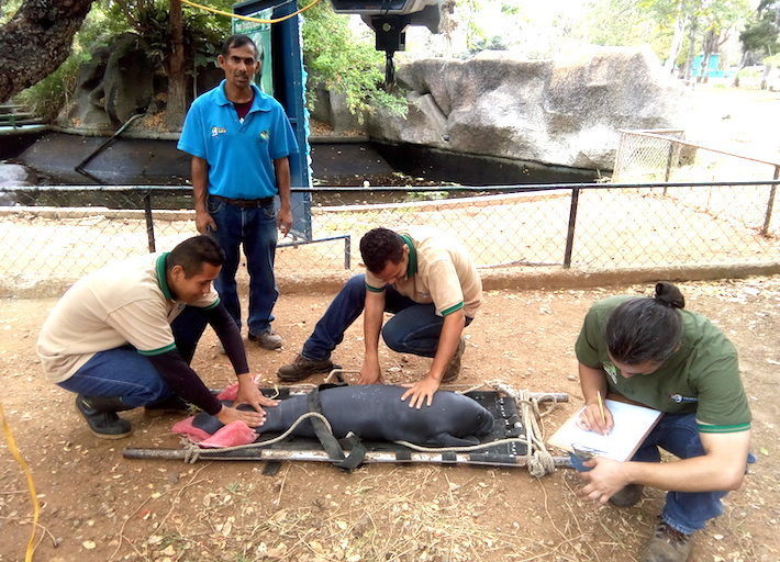 Un manatí es atendido por el personal que del Zoológico y Jardín Botánico Bararida. Foto: Carlos Silva.