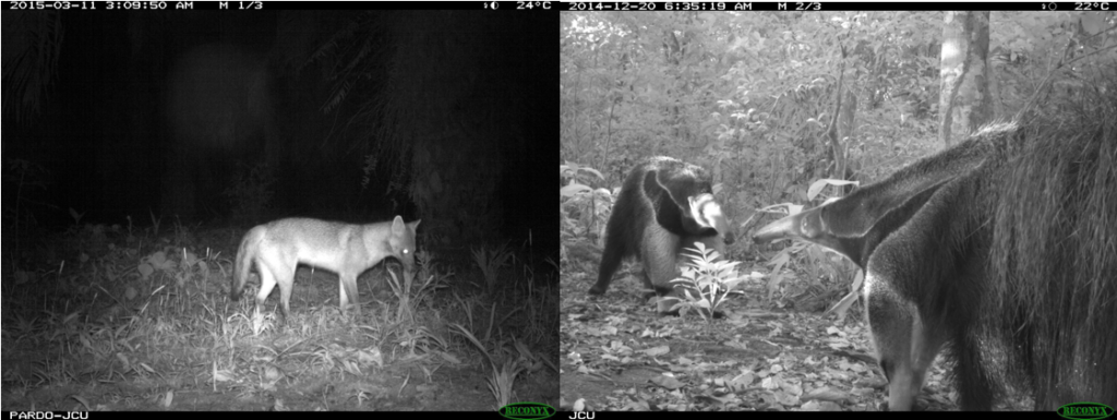 Imágenes de cámara trampa de un zorro, a la izquierda, y dos hormigueros gigantes captados durante el estudio. Imagen cortesía de Lain Pardo.