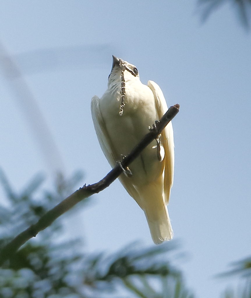 Campanero blanco en el Parque Nacional Carajás, en Pará, Brasil. Foto: Hector Bottai / Wikimedia Commons