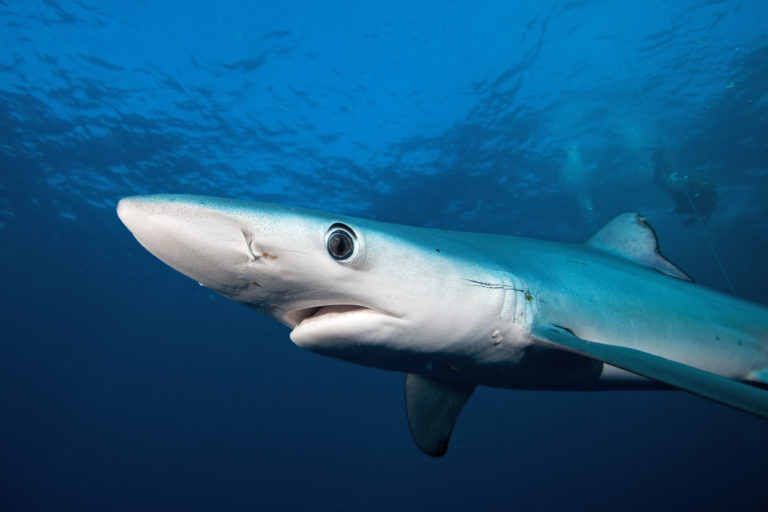 Colombia incauta 3.400 aletas de tiburón que irían a China – Foco  Informativo