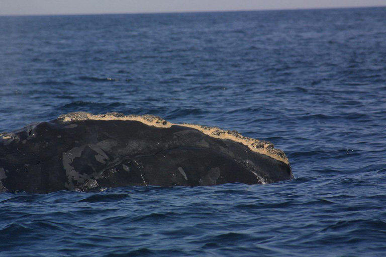Una ballena franca del Atlántico Norte. Foto cortesía de NOAA (en dominio público), vía Wikimedia Commons.