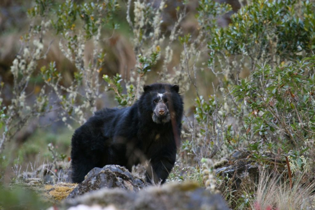 En Bolivia y Perú se encuentra el 70% de la población de osos de anteojos. Foto: Robert Wallace / WCS Bolivia