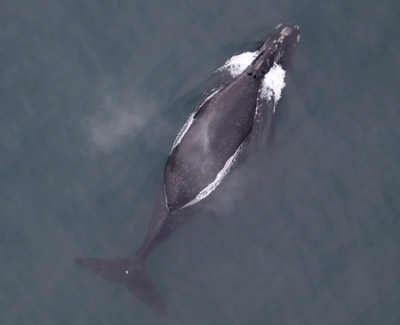 Una ballena franca oriental del Pacífico norte. Foto: NOAA.