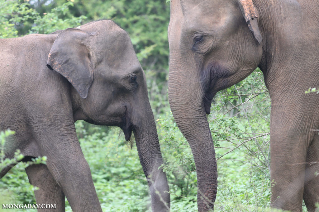 El elefante asiático está considerado como En Peligro de extinción por la Unión Internacional por la Conservación de la Naturaleza (UICN). Foto: Rhett A. Butler / Mongabay