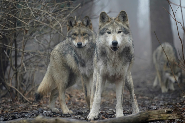 El lobo gris mexicano, en peligro de extinción, comenzó a resurgir en el norte del país y científicos creen que puede ayudar a recuperar ecosistemas. Foto: Wolf Conservation Center