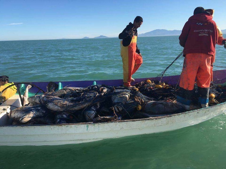 Pescadores con totoabas pescadas ilegalmente. Foto: Cortesía de Elephant Action League.