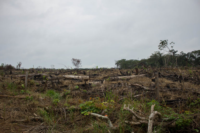 Expertos señalan que la deforestación masiva en la Cordillera de los Picachos podría desestabilizar el ciclo de aguas y lluvias en la Amazonía de todo el continente. Foto: Rutas del Conflicto.