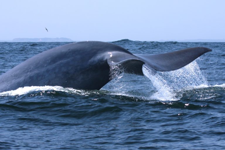 La población de ballenas en Chile tiene un canto único y particular que las distingue de otras poblaciones. Foto: Centro de Conservación Cetacea.