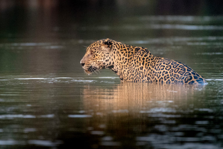 Se calcula que el 85 % de la población de jaguares vive en la Amazonía. Foto: Richard Barrett / WWF UK