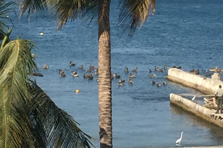 Aves marinas ingresan a la turística playa de El Rodadero en Santa Marta, Colombia. Foto: Vicky Perla.
