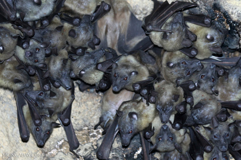 Se cree que los murciélagos son el huésped evolutivo del COVID-19, aunque el virus pasó a los humanos a través de otro animal. Foto: Rhett A. Butler.