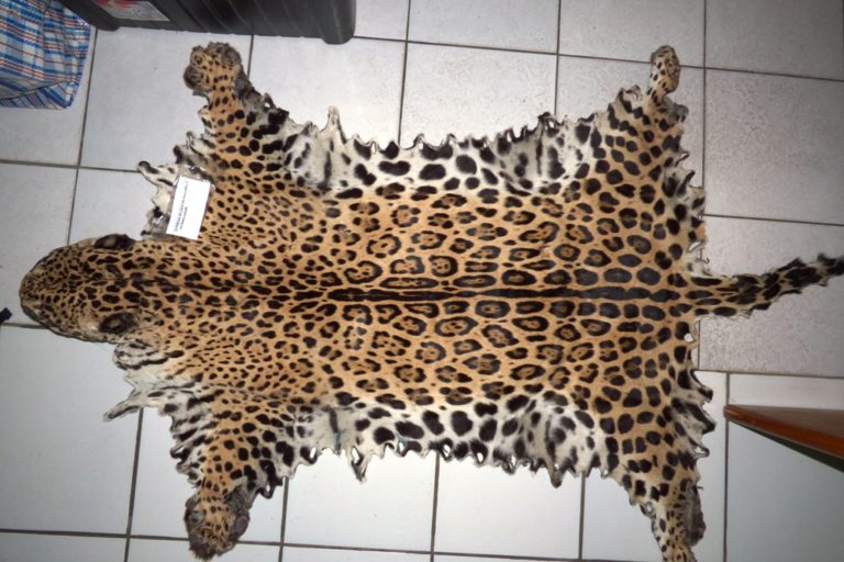 El tráfico de las partes de jaguar es otro problema que está causando la reducción de la especie. Foto: Damián I. Rumiz / Museo NKM.