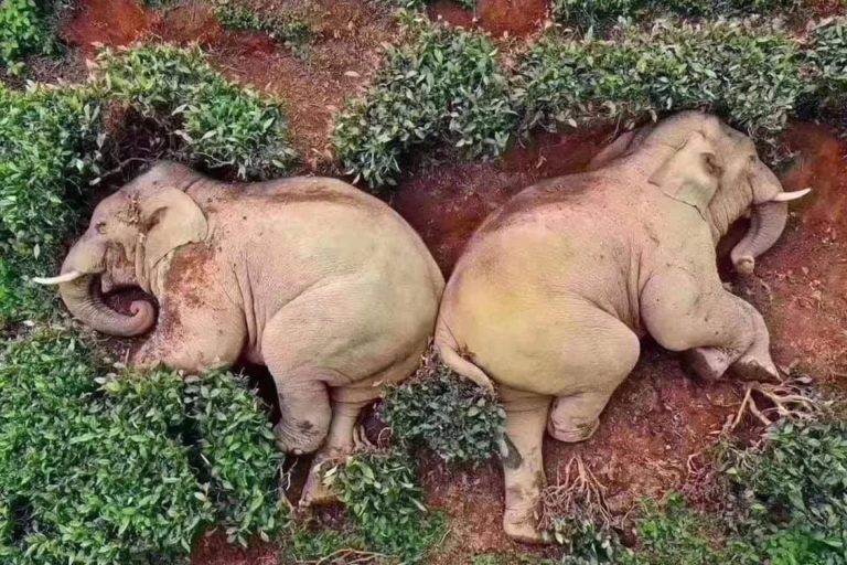 Los supuestos elefantes borrachos que duermen en los campos de té en China. La foto resultó ser falsa. Foto: @Spilling_The_T – Twitter.