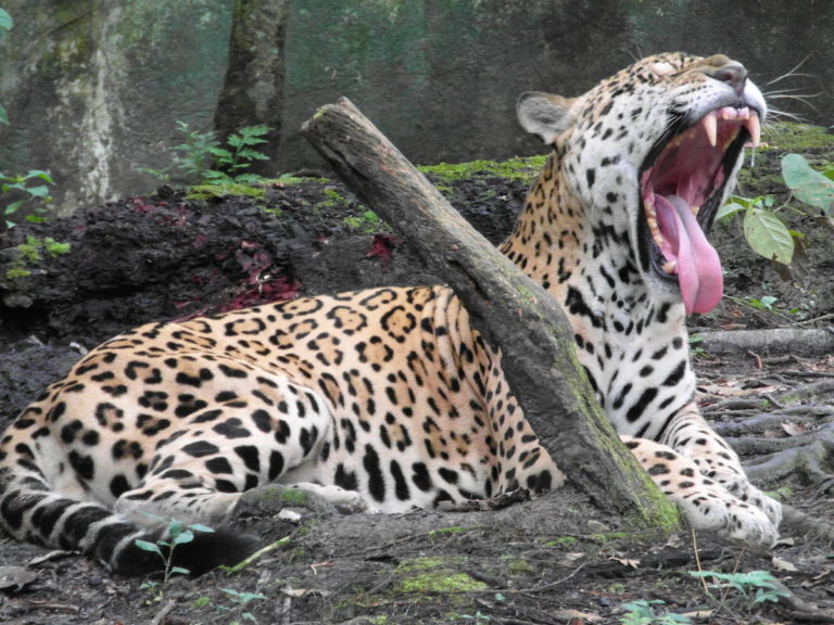 “Pedro Bello”, un jaguar (Panthera onca) que llegó siendo muy pequeño a Pilpintuwasi, dentro de una caja y con gusanos en el cuerpo. Foto: Pilpintuwasi.