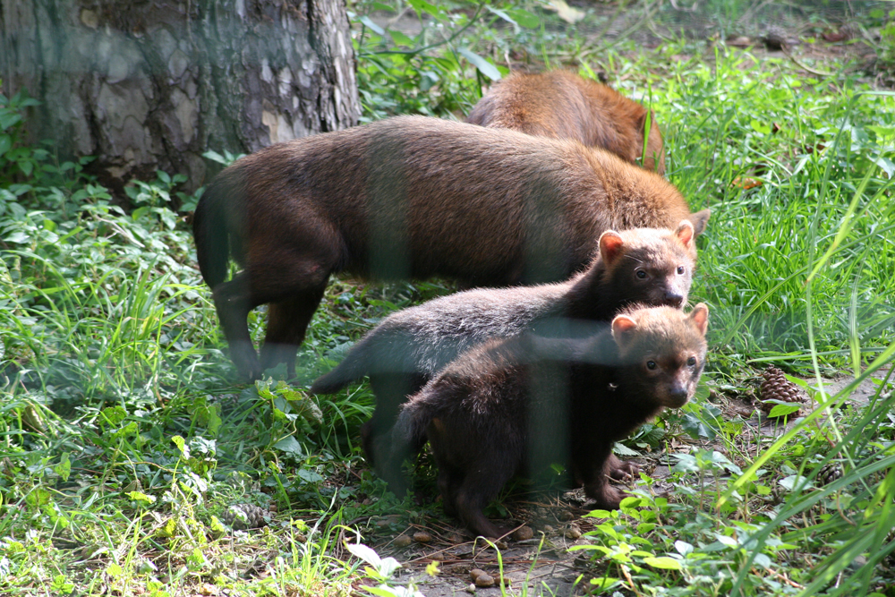 El perro de monte vive en parejas o en pequeños grupos, que evitan las zonas con presencia humana. Foto: Marc Champiaux / Wikimedia Commons