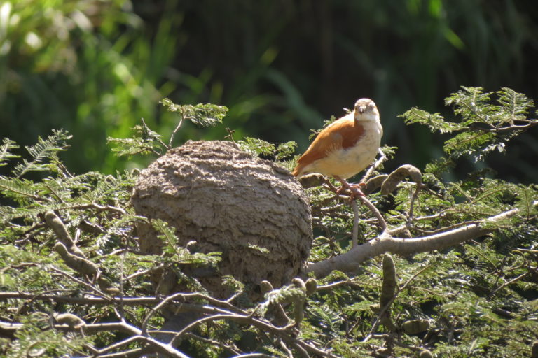 El chilalo, un ave del norte de Perú. Foto: Fernando Angulo.