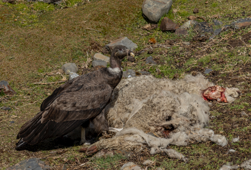 El cóndor andino en la Lista Roja de la Unión Internacional para la Conservación de la Naturaleza (UICN) está en la categoría de Casi Amenazado. Foto: Rob Wallace/WCS