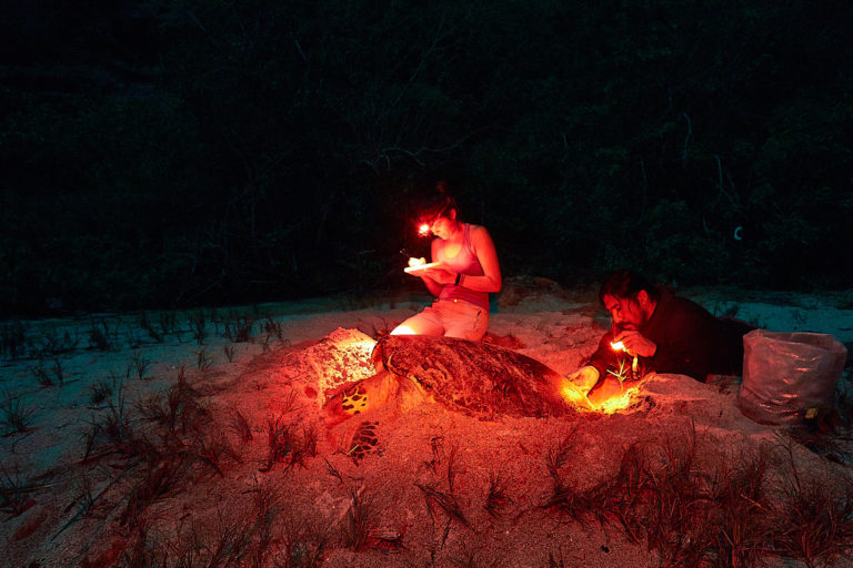 Con luces rojas los investigadores exploran las playas en la noche para no perturbar a las tortugas. Foto: Equilibrio Azul/ @equilibrioazul