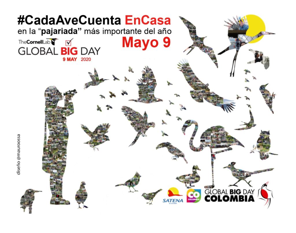 El afiche del Global Big Day Colombia de este año se hizo con las fotografías de las aves registradas en la competencia del 2019. Imagen: Mauricio Ossa.