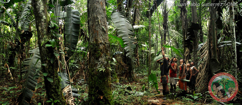 Los Nukak y los Jiw viven en las espesas selvas amazónicas del Guaviare. Foto: Juan Pablo Gutiérrez / ONIC.