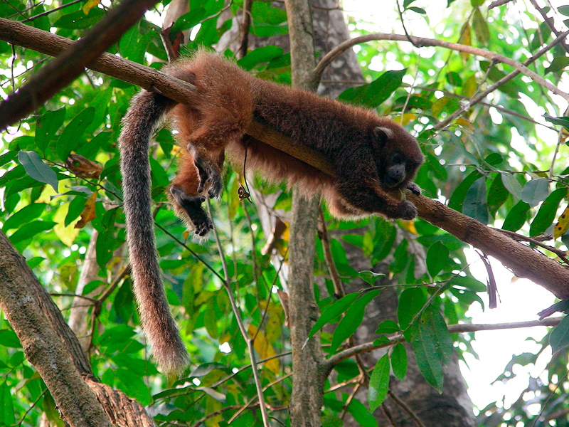 El Plecturocebus modestus es uno de los dos monos endémicos de Bolivia. Se encuentra en Peligro de extinción. Foto: Jesús Martínez / WCS
