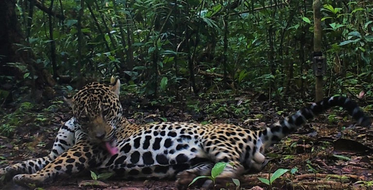 Esta imagen, captada con una cámara trampa en el Parque Nacional Güeppi-Sekime, fue obtenida en el segundo ingreso al campo en el 2019. Foto: WWF Perú.