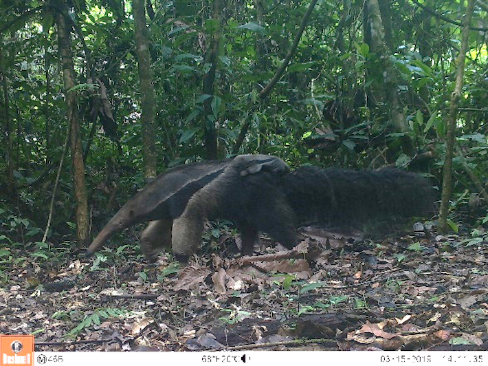 Oso hormiguero gigante (Myrmecophaga tridactyla), junto con el pecarí de labios blancos, una de las presas predilectas del jaguar en esta zona de la Amazonía. Foto: WWF Perú.