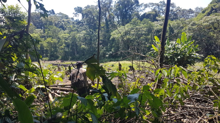 Imágenes de cultivos ilegales de hoja de coca registrados durante el recorrido por el Amboró. Foto: El Deber.