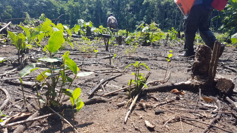 Cultivo ilegal de coca en el parque nacional Amboró, cerca del río Yapacaní. Foto: EL DEBER