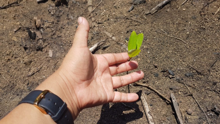 Una planta de coca de al menos dos meses de vida. La imagen fue tomada en marzo en un cultivo de coca en el interior del parque nacional Amboró. Foto: EL DEBER