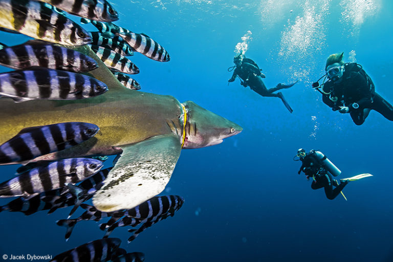 Imagen ganadora en la categoría Clean Our Oceans del concurso fotográfico del Día Mundial de los Océanos 2019. Foto: Jacek Dybowski 