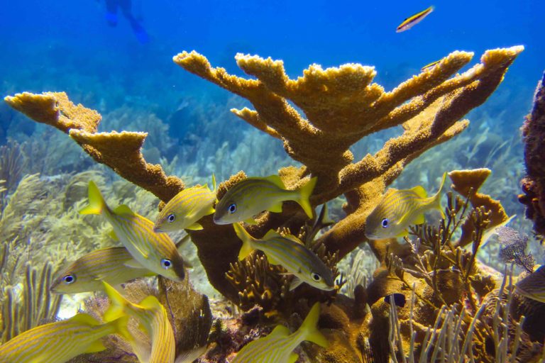El hierro del polvo de África beneficia la vida en los océanos. Foto: Ana Covarrubias/Healthy Reefs.