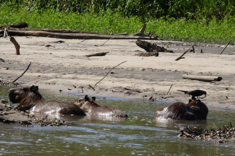 El Manu es una de las áreas reservadas más biodiversas del mundo. Foto: Beto Bravo.