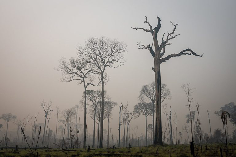 Deforestación en el bosque nacional Jamanxim, en el estado de Pará. Foto: cortesía de IBAMA.